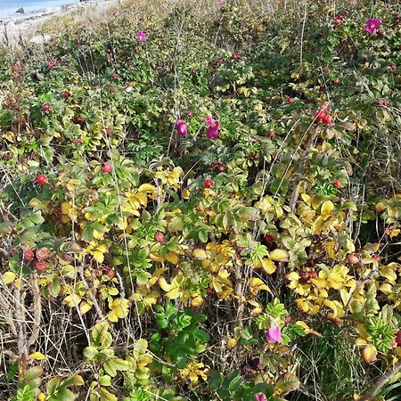 Luxury Retreat With Pool - By Traum * Stege