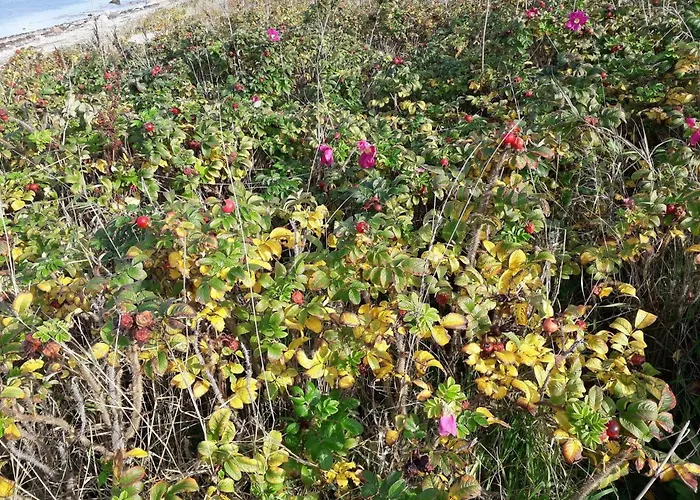 Luxury Retreat With Pool - By Traum * Stege